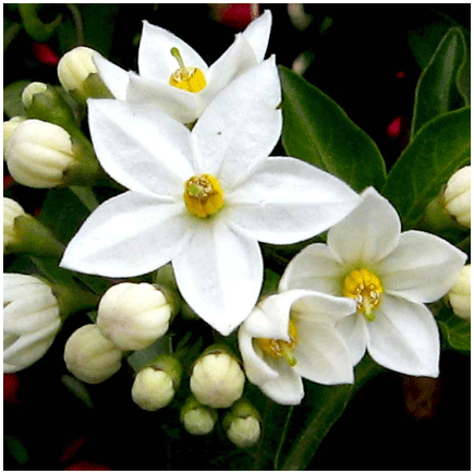 Orange Flowers 4034 Natural flavour